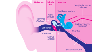 Diagram of an ear
