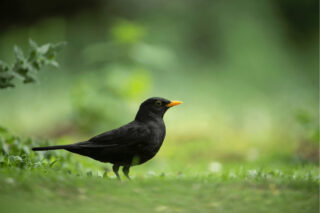 A Blackbird stands on grass.