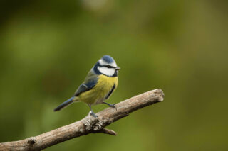 A Blue Tit sits on a branch.