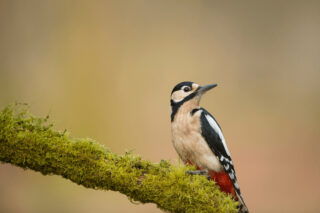 A Great Spotted Woodpecker on a mossy branch.