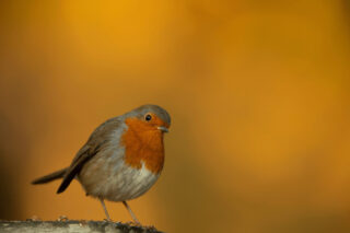 A Robin sits on a branch.