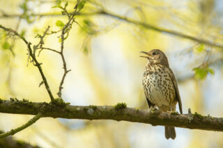 A Song Thrush with its beak open on a mossy branch.